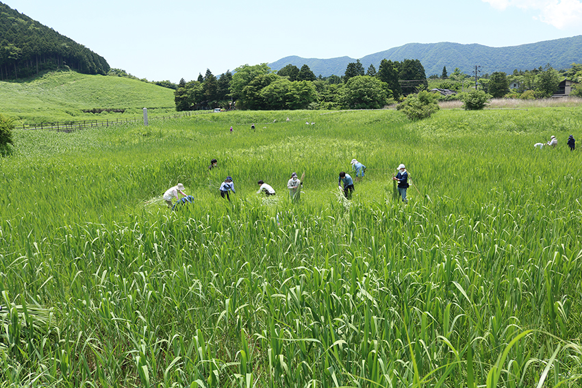 「箱根仙石原湿原」ヨシ刈りのお手伝いに参加しました!