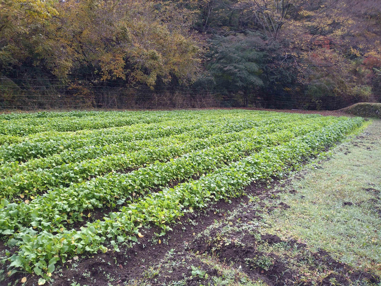 箱根ジオパークサポーター講座第3回「水かけ菜」栽培から学ぶジオの恵み～金太郎の畑と夕日の滝見学～　参加者募集中