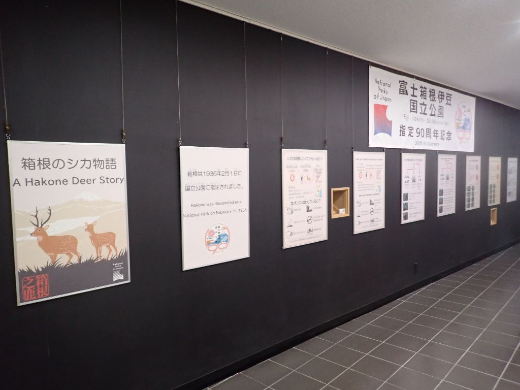 箱根ジオミュージアム企画展示『箱根のシカ物語』の開催