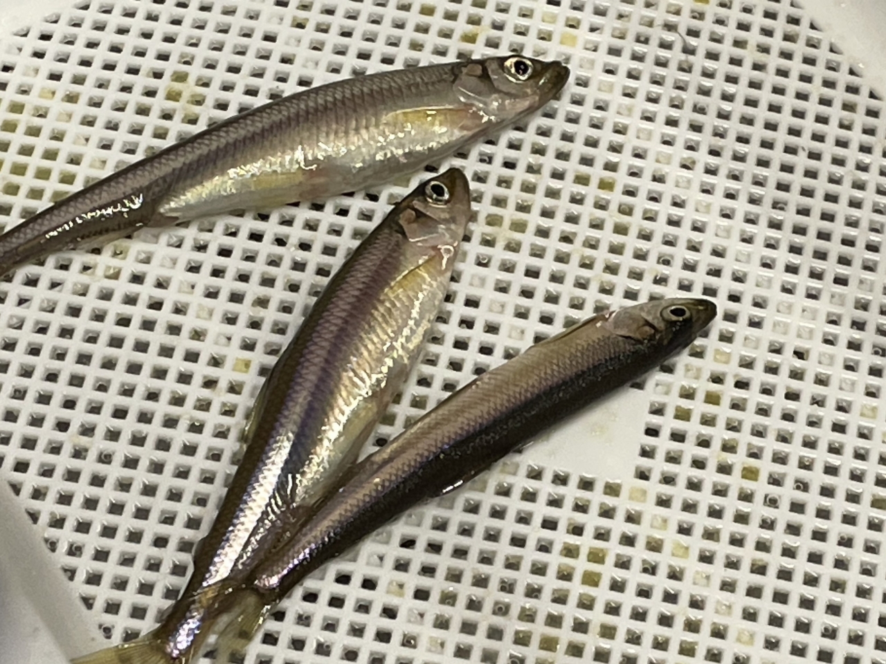 「日本のワカサギを支える芦ノ湖」