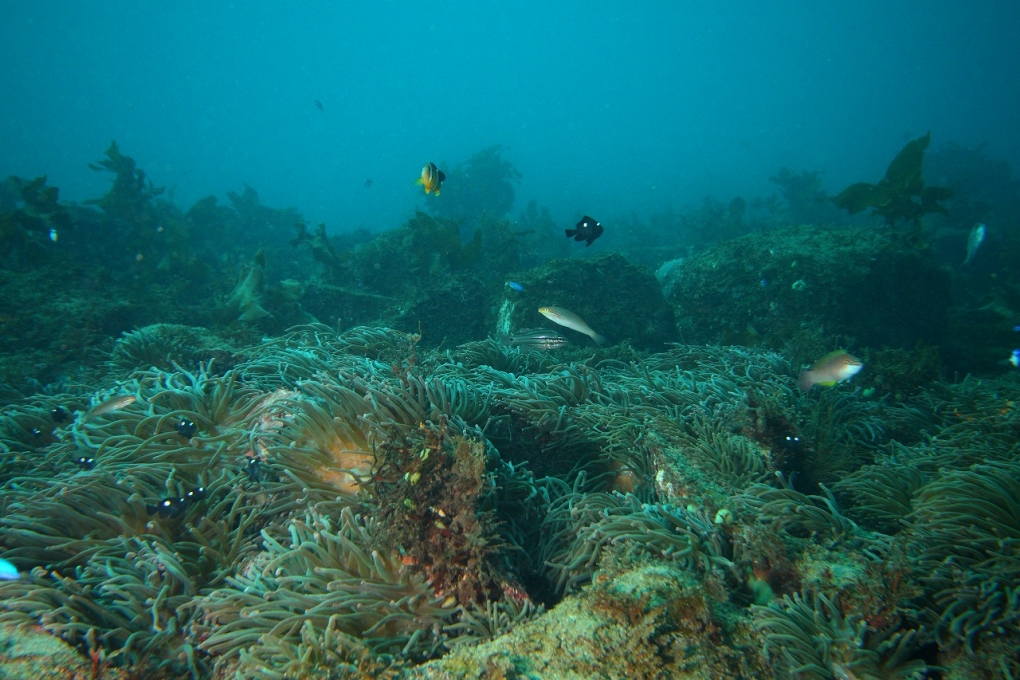 周辺で見られる海の生物