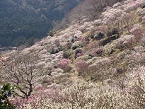 湯河原梅林