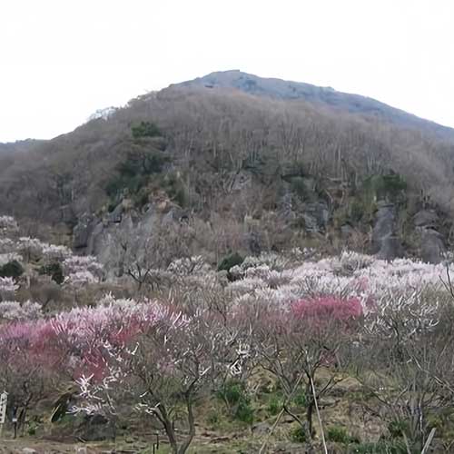 幕山イメージ