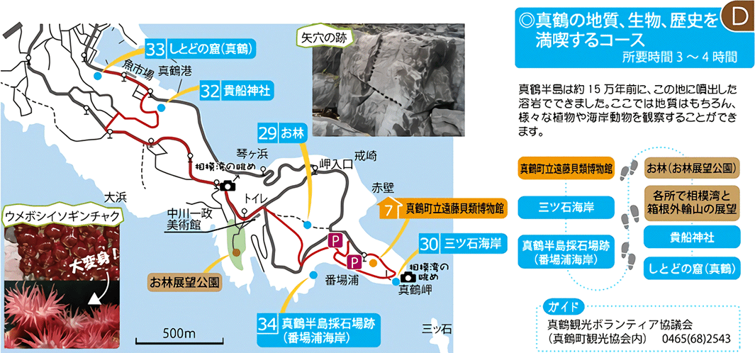 真鶴エリア（真鶴の地質、生物、歴史を満喫するコース）